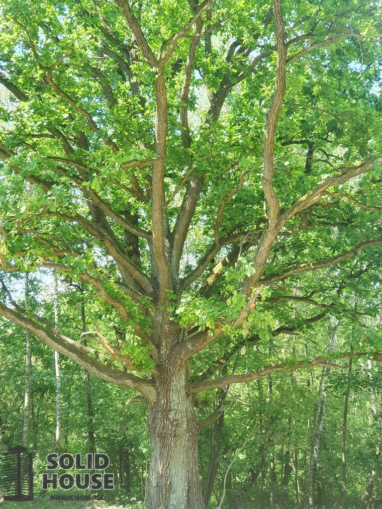 Działka Sprzedaż Zieleniewo